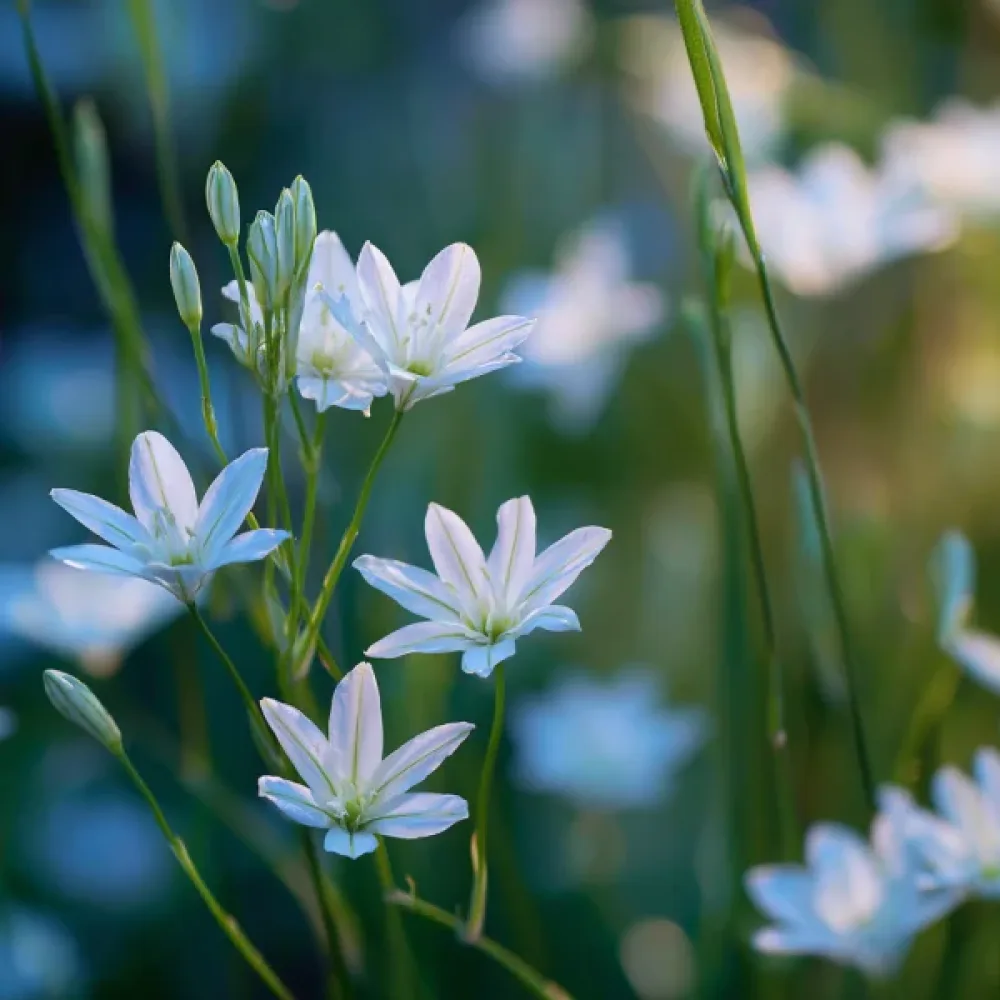 Triteleja Hyacinthina (vijolična)