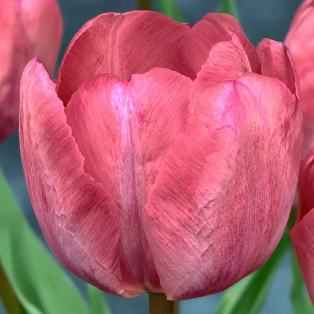 Tulipan Taiwan (rožnati)