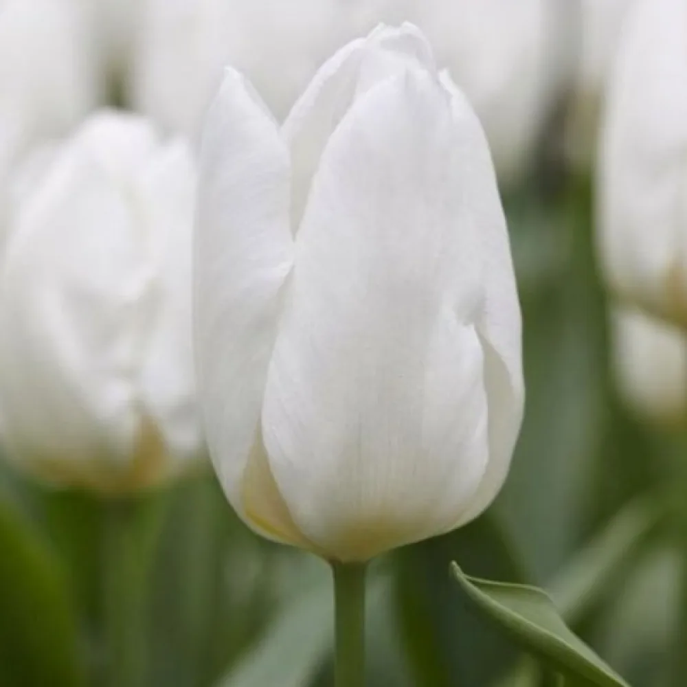 Tulipan White prince (beli)