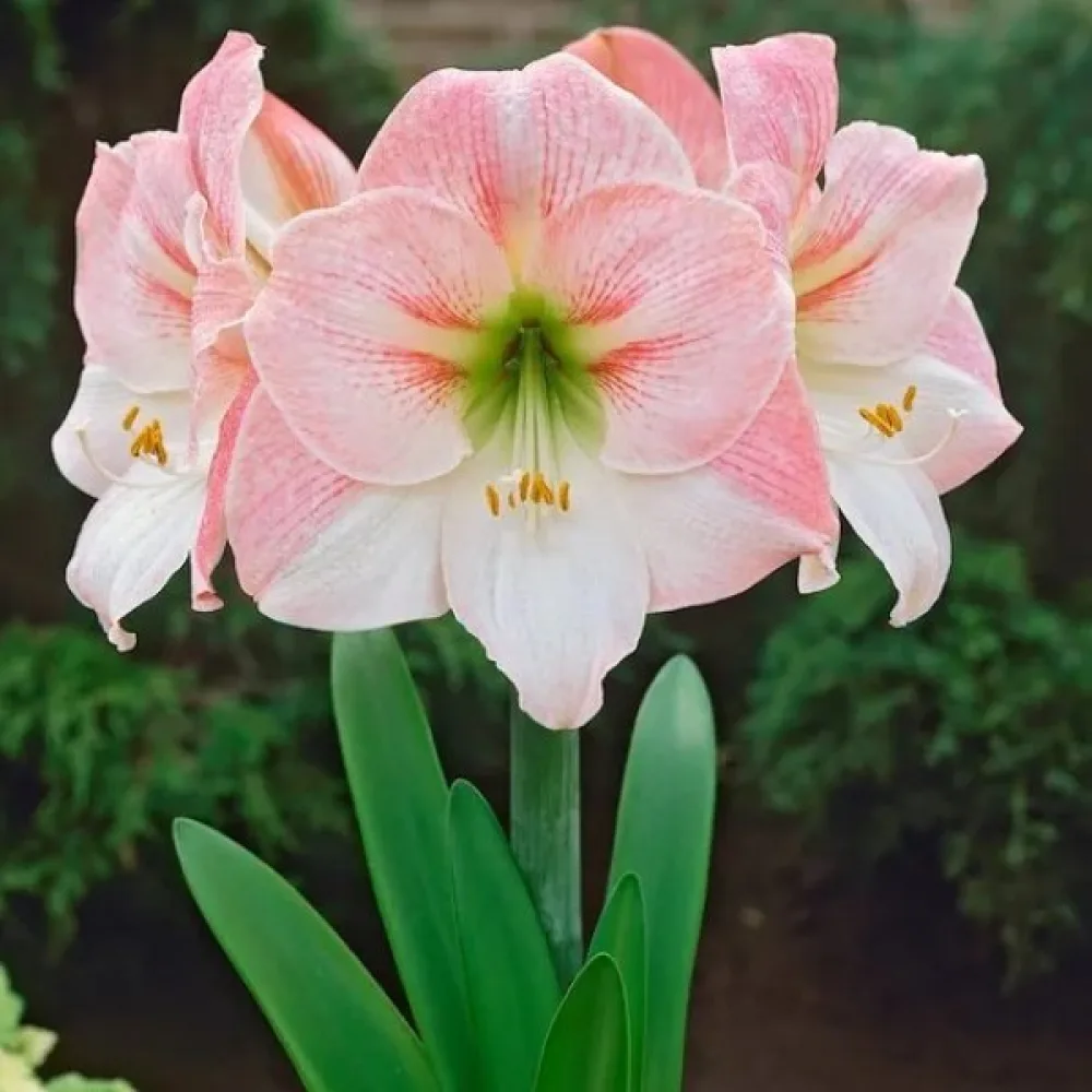 Amarilis Appleblossom