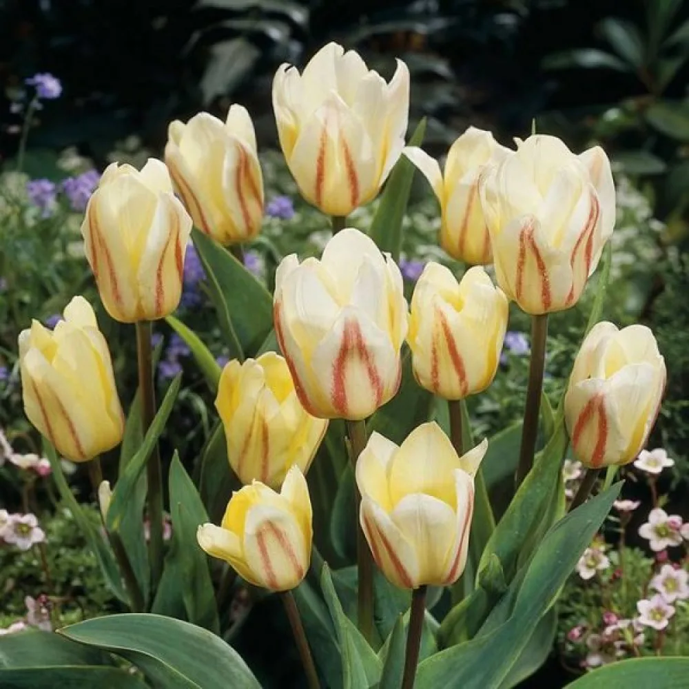Tulipan White Fire (beli)