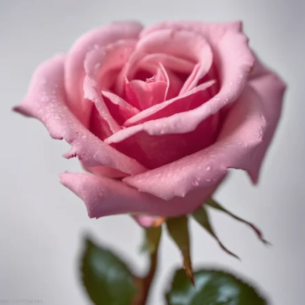Vrtnica Pink Symphony – z golimi koreninami