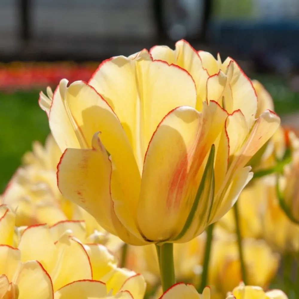 Tulipan Akebono (rdeč)