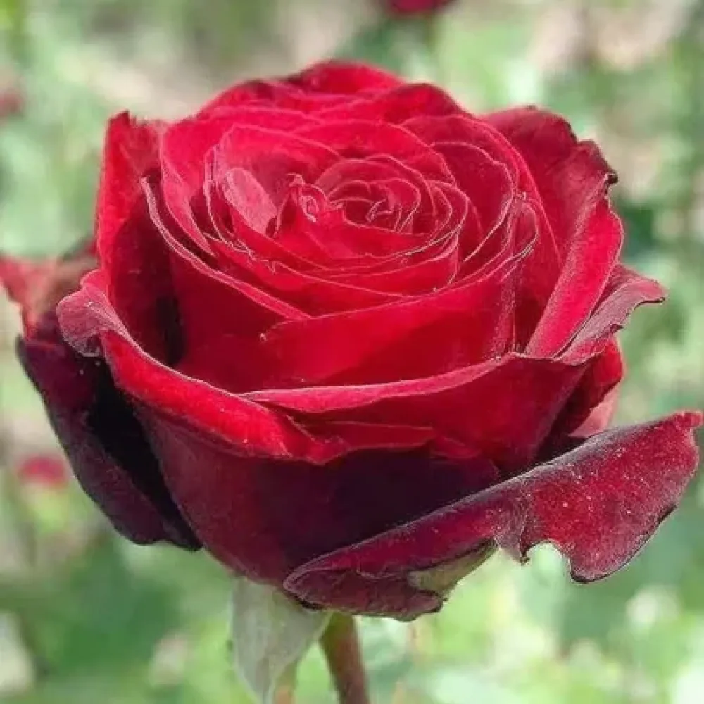 Vrtnica Ruby Eternity - z golimi koreninami