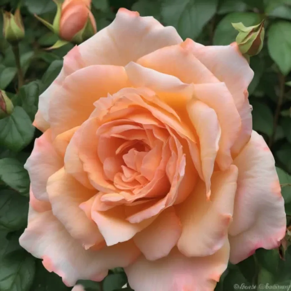 Vrtnica Noble Peach – z golimi koreninami
