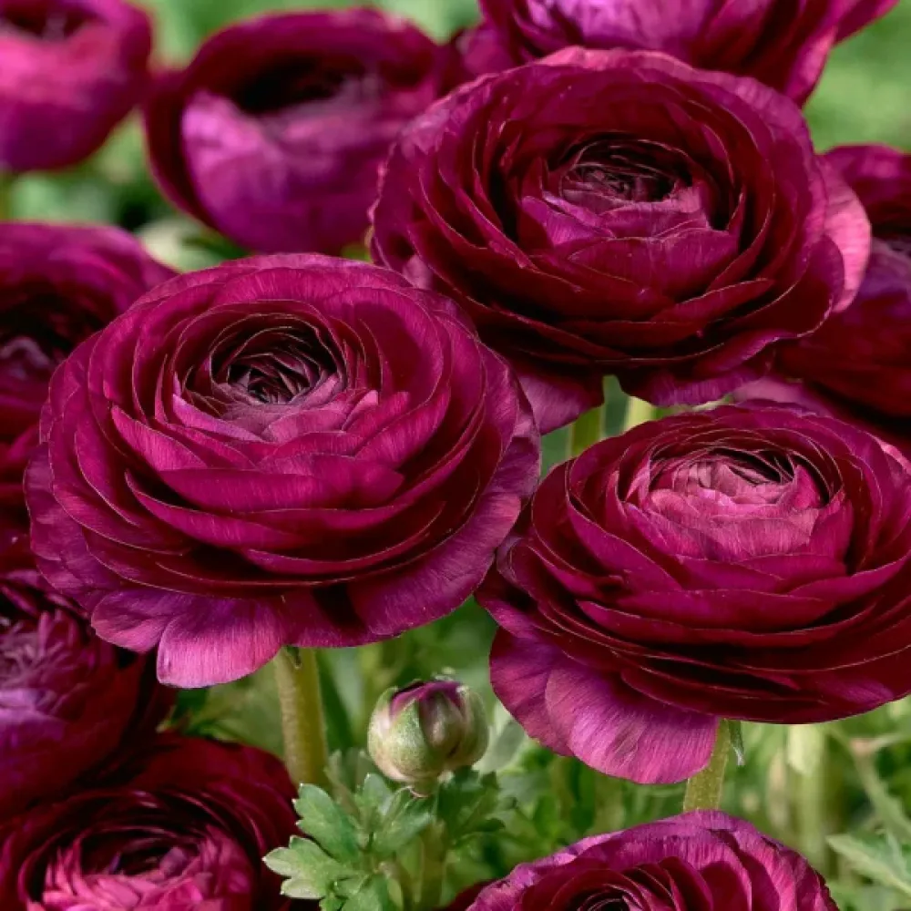 Ranunkula Purple Tomer (vijolična)