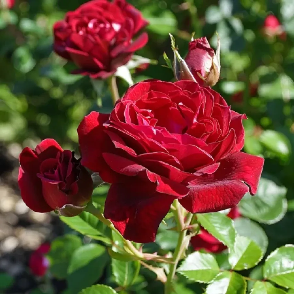 Vrtnica Dark Red Fairytale – z golimi koreninami