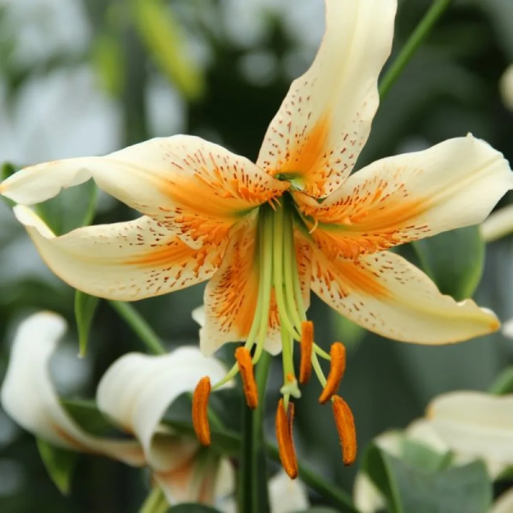 Lilija Lady Alice