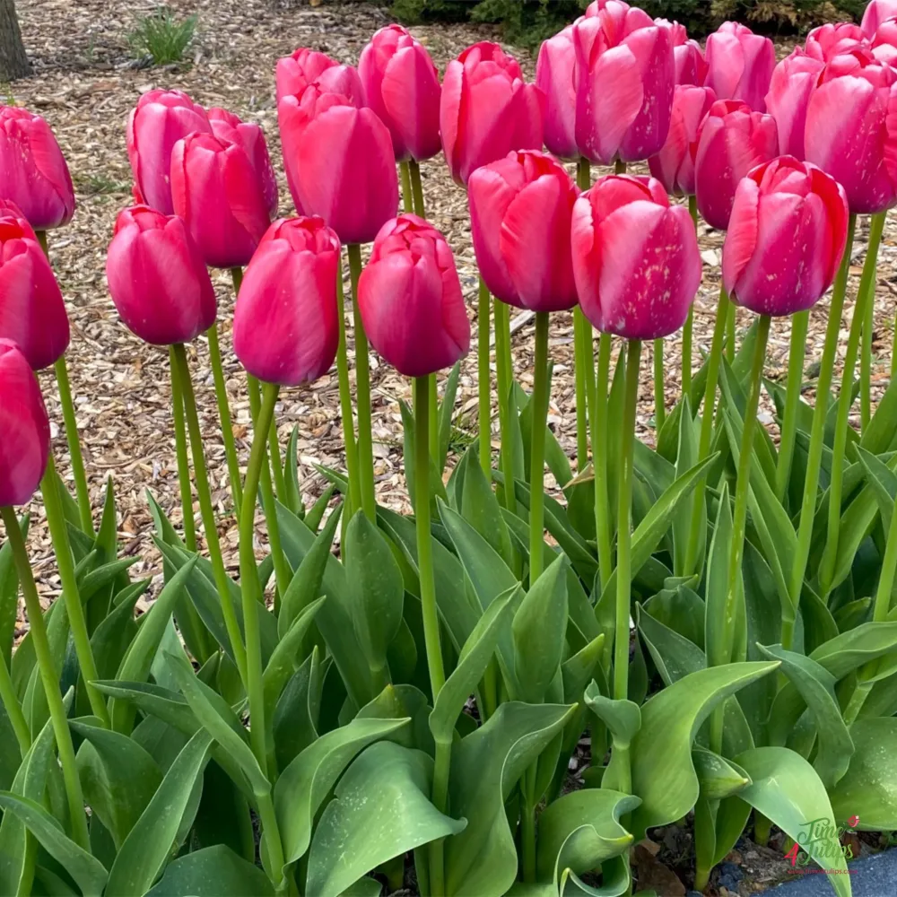 Tulipan Pink Pride (rožnat)