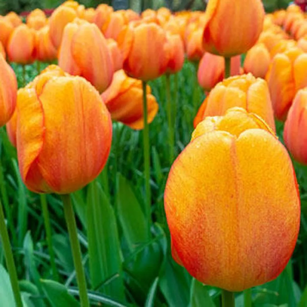 Tulipan Blushing Apeldoorn (rožnat)