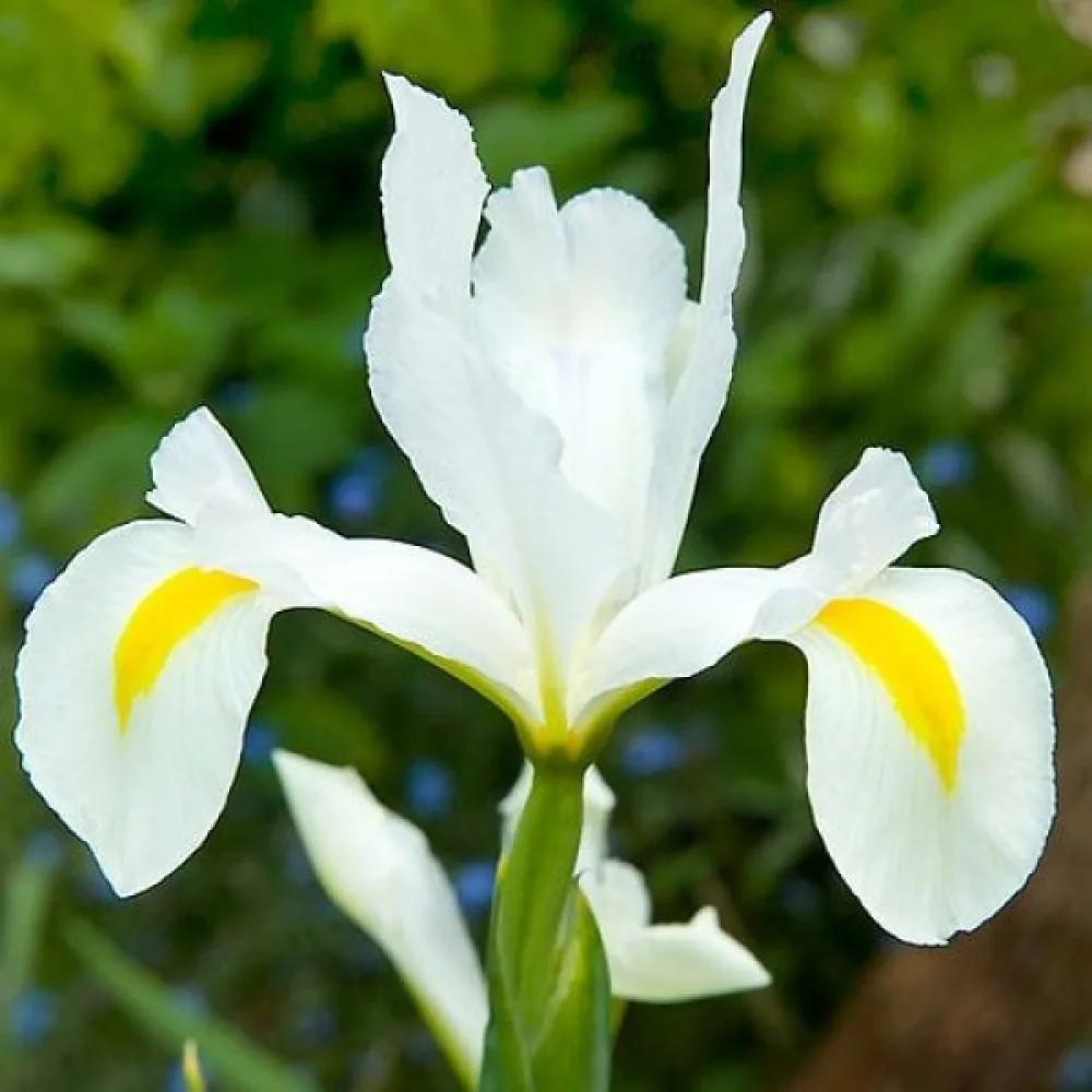 Perunika White Van Vliet (bela)