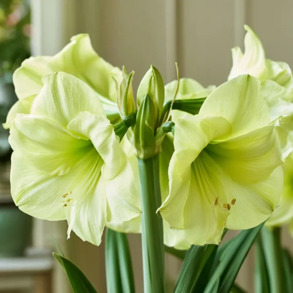 Amarilis Luna (rumeni)