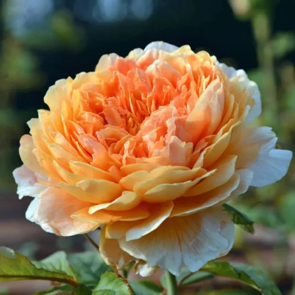 Vrtnica Sofia Garden - z golimi koreninami