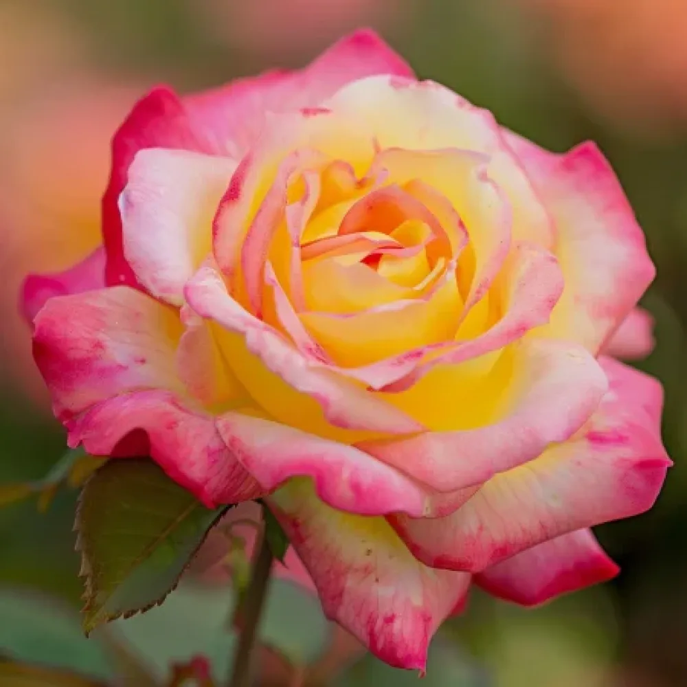 Vrtnica Warm Embrace - z golimi koreninami
