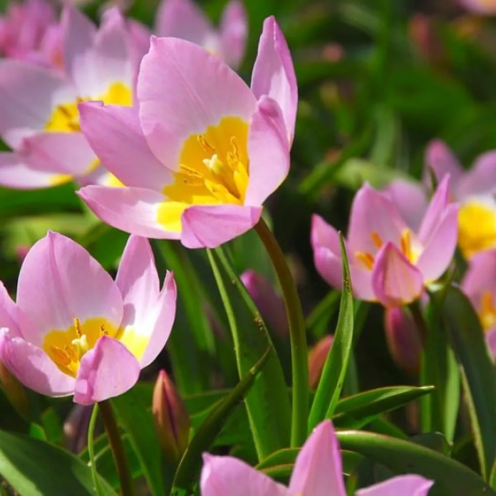 Tulipan Saxatilis (rožnat)