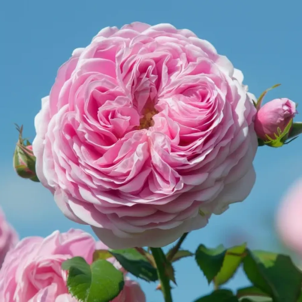 Vrtnica Royal Essence – z golimi koreninami