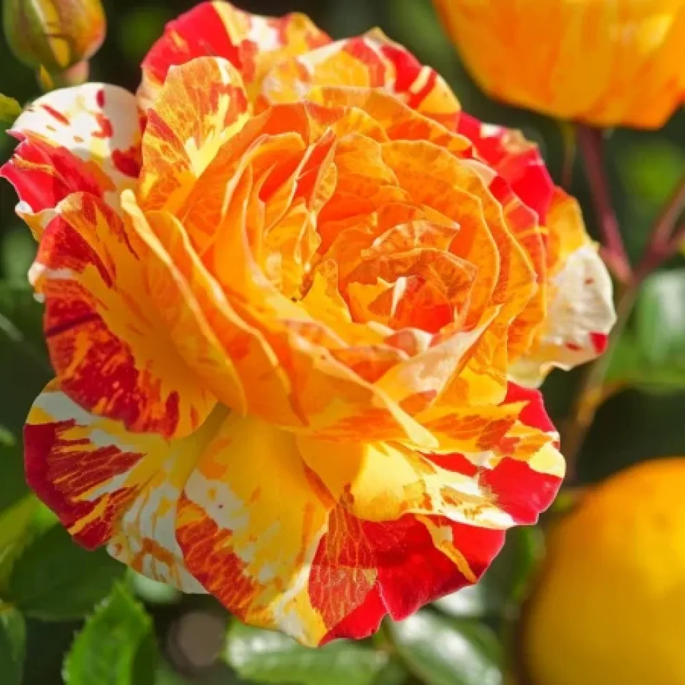 Vrtnica Tropical Delight – z golimi koreninami