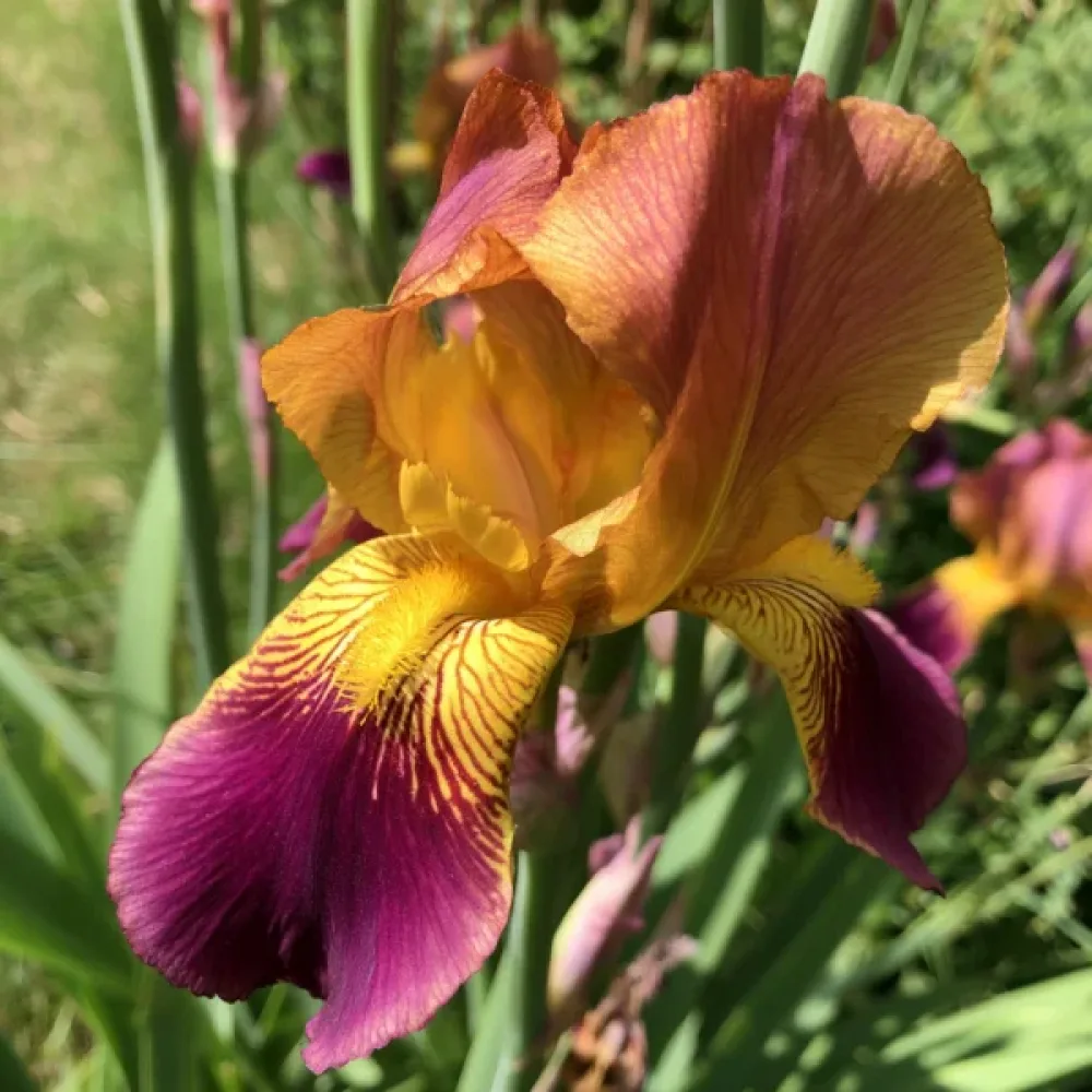 Iris Lion King Hollandica (rumeni)