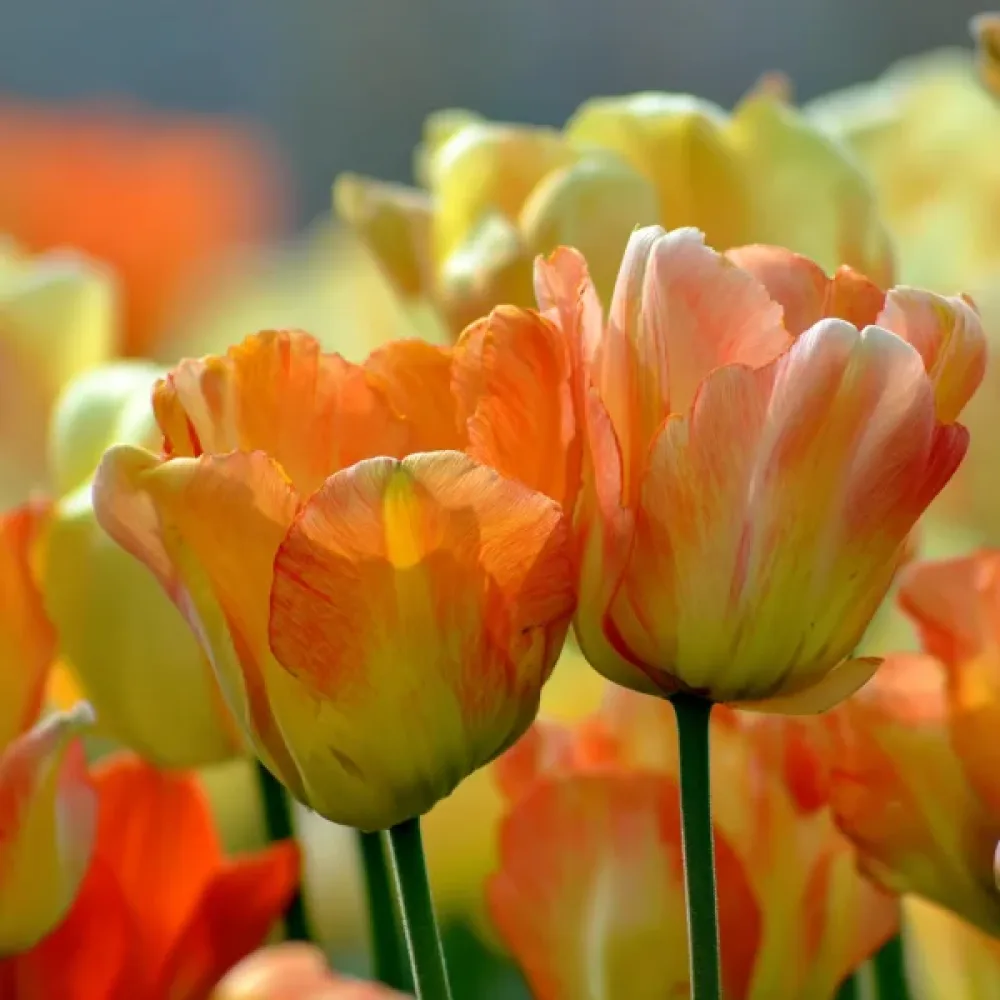 Tulipan Daydream (kremni)