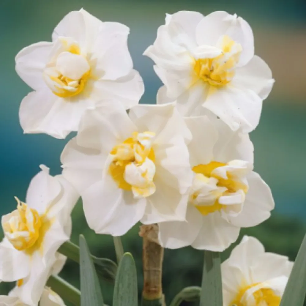 Narcisa White Cheerfulness