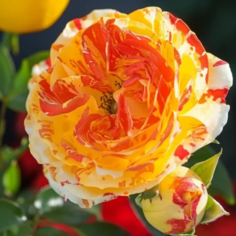 Vrtnica Tropical Delight – z golimi koreninami