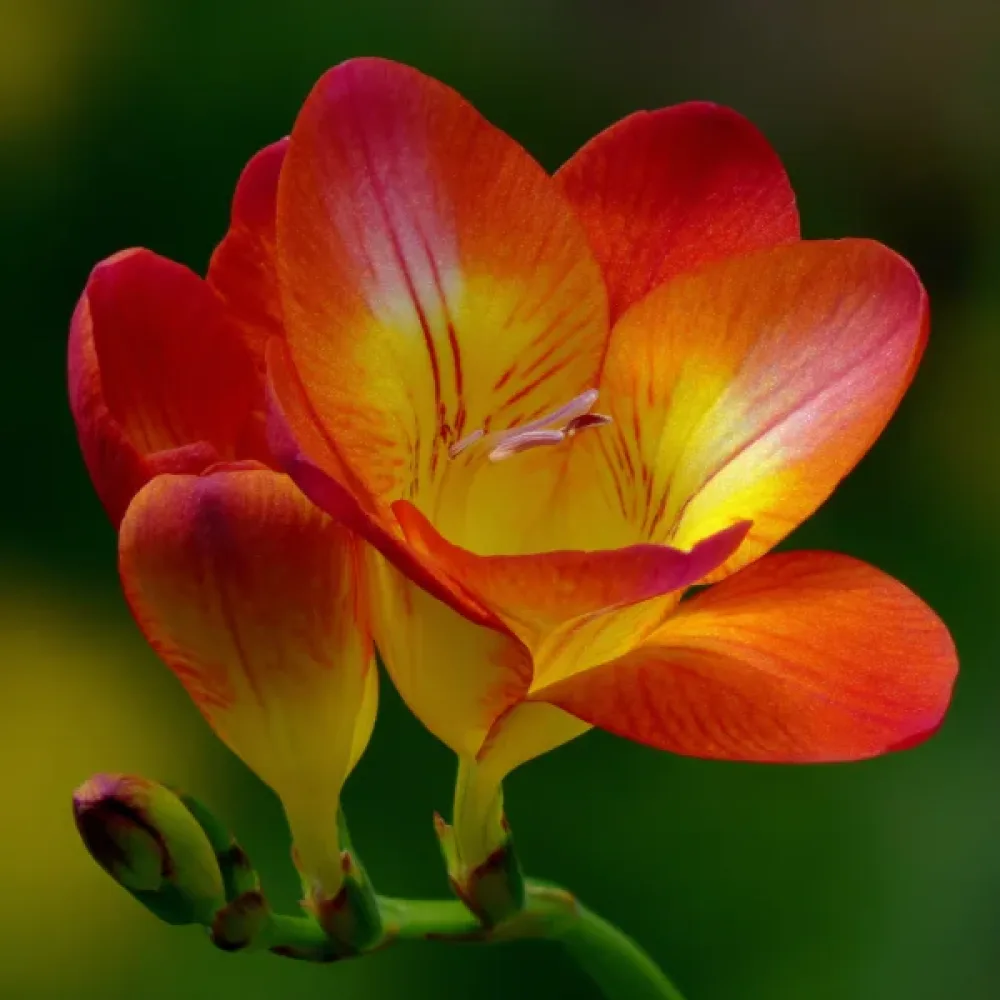 Frezija Orange Single (oranžna)