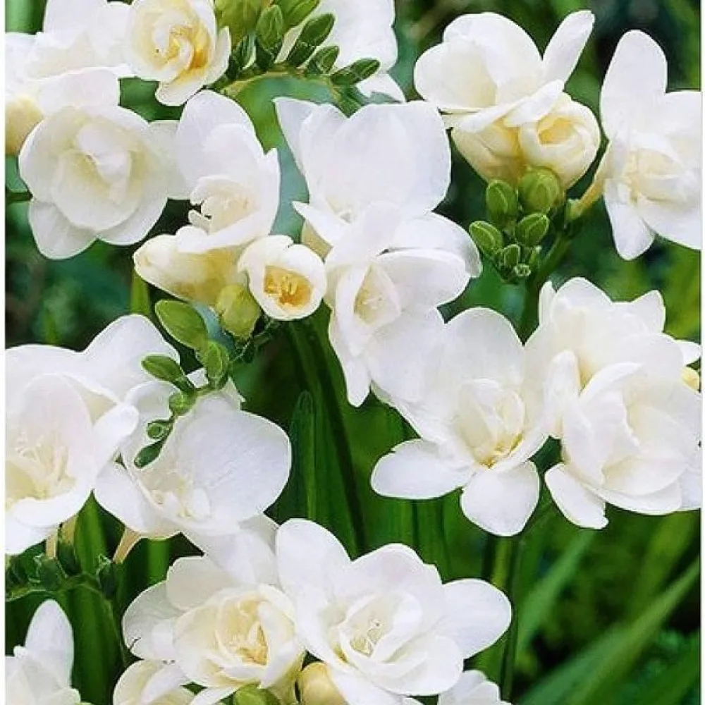 Frezija Double white (bela)