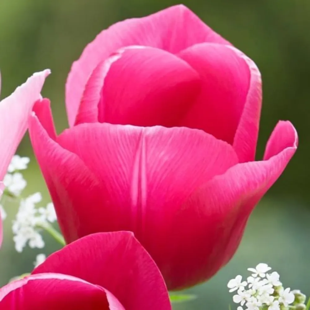 Tulipan Carola (rožnat)