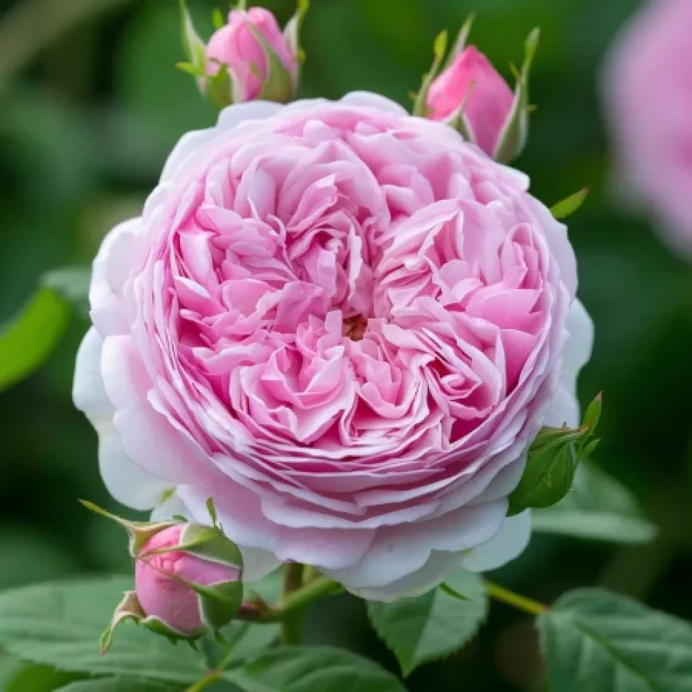 Vrtnica Royal Essence – z golimi koreninami