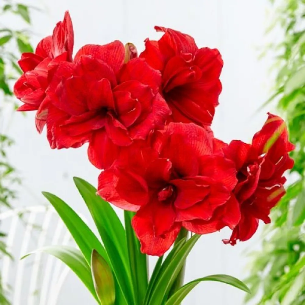 Amarilis Amarantia (rdeči)