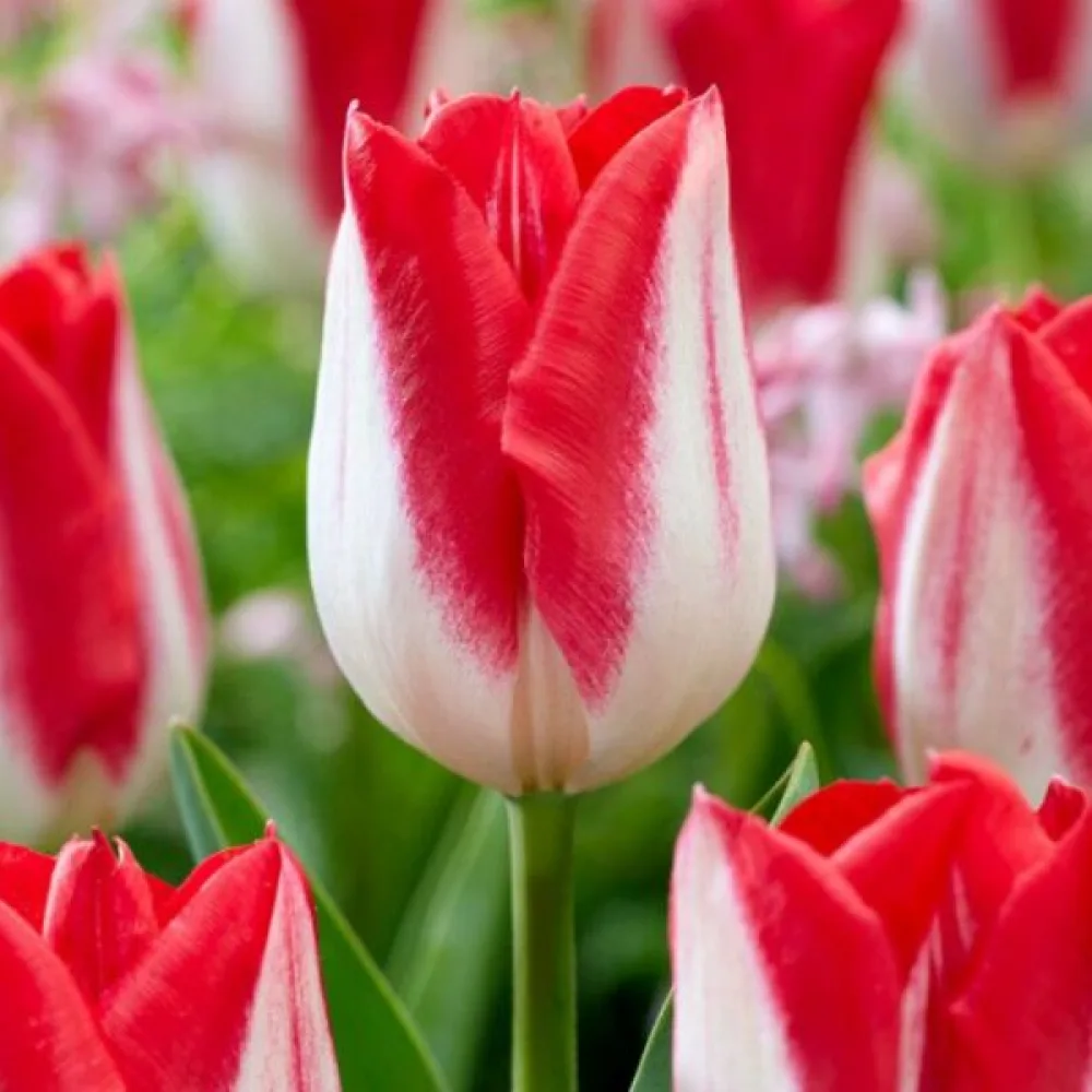 Tulipan Kissable (vijoličen)