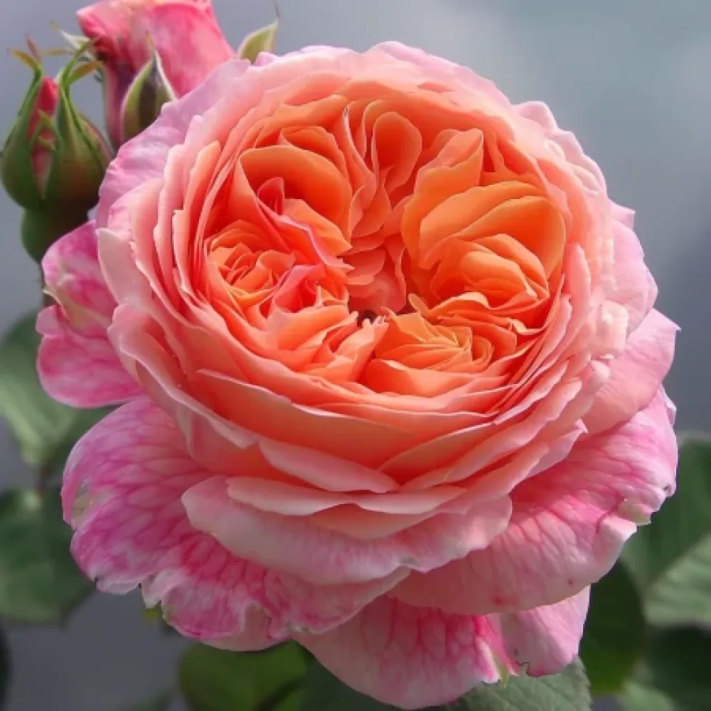 Vrtnica Pearl Rose – z golimi koreninami