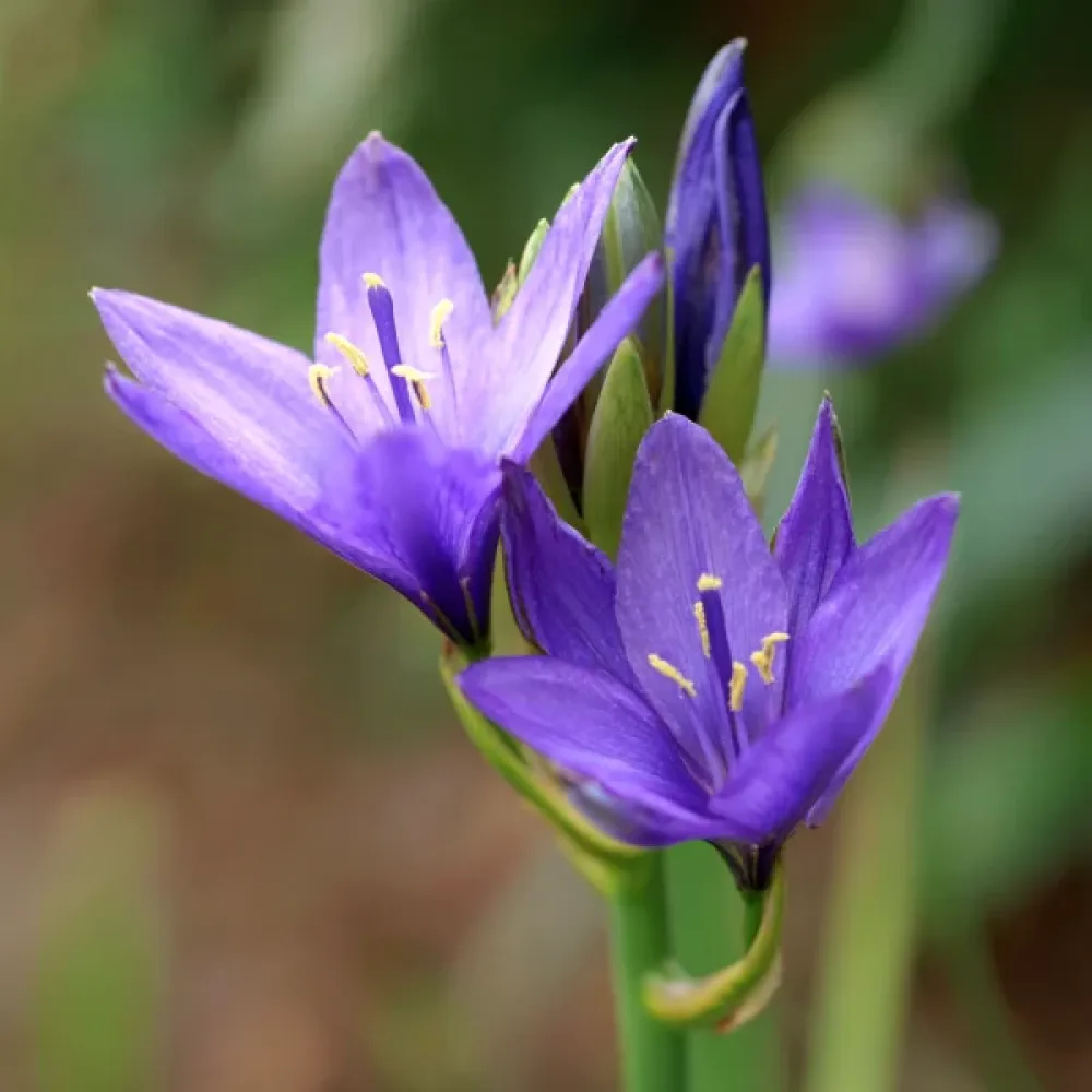Iksiolirion tataricum Pallasii (vijolični)