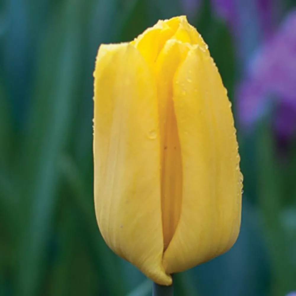 Tulipan Strong Gold (zlato rumen)