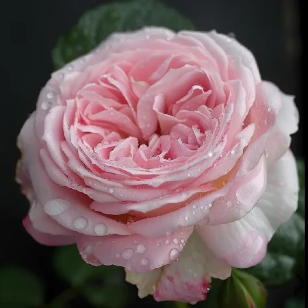Vrtnica Lightflora - z golimi koreninami