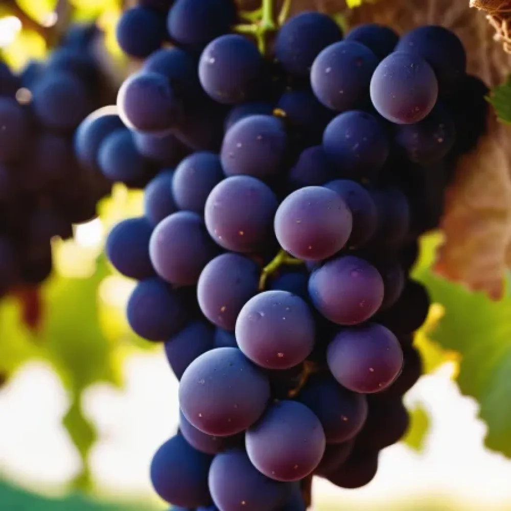 Vinska trta Modri pinot (Pinot noir), rdeča vinska – zgodnja