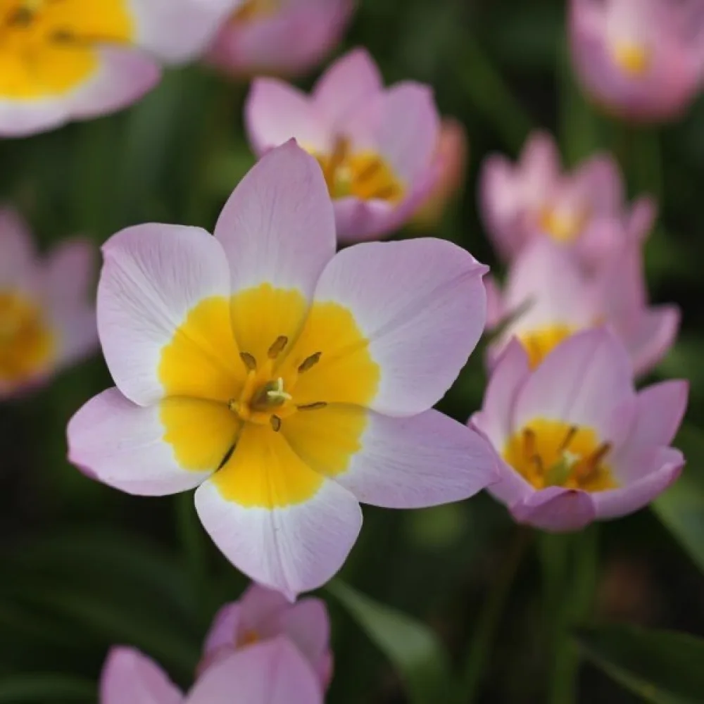 Tulipan Bakeri lilac wonder (lila)