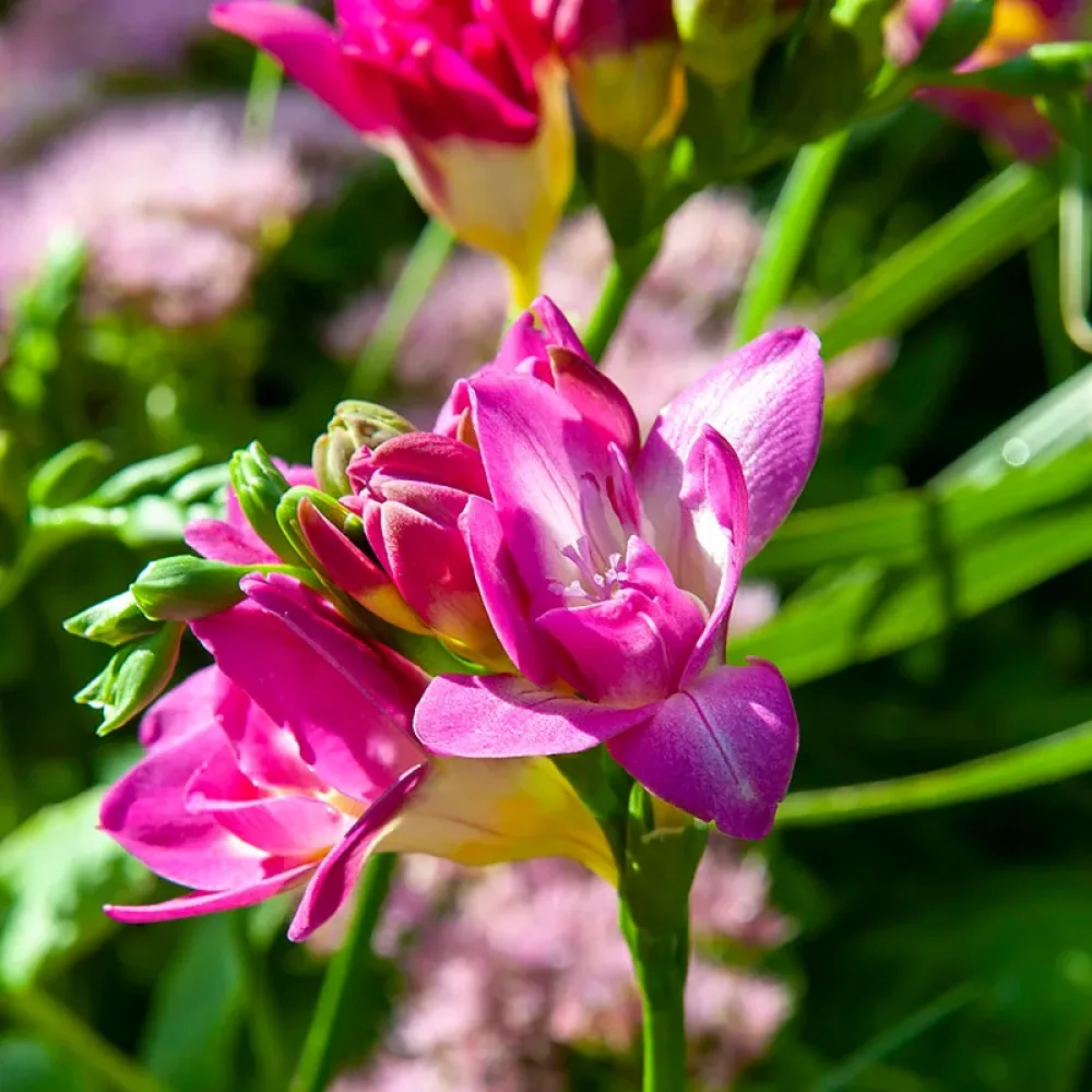 Frezija Double Pink (rožnata)