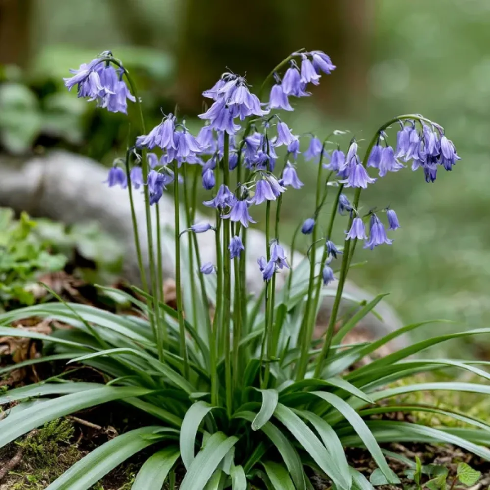 Ifejon Uniflorum Wisley Blue (modri)