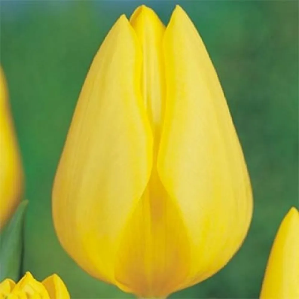 Tulipan Friendship 1998 (rumen)