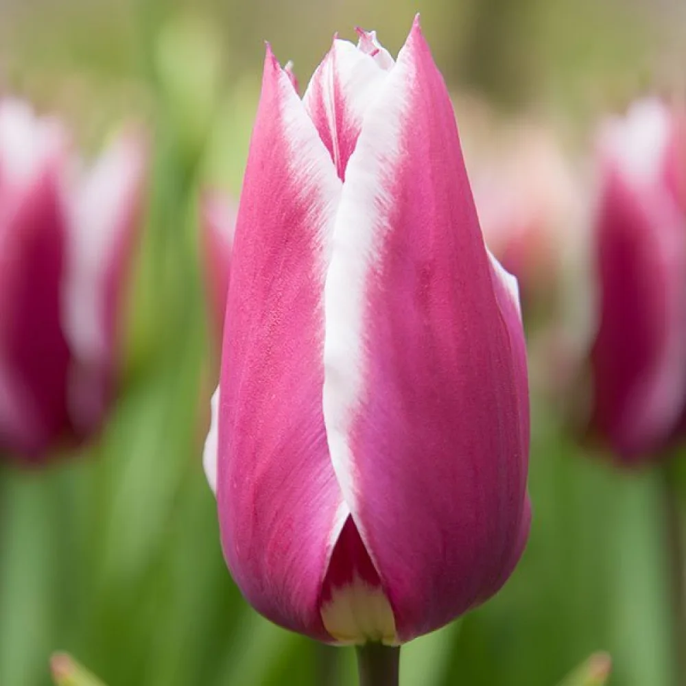 Tulipan Claudia (vijolični)