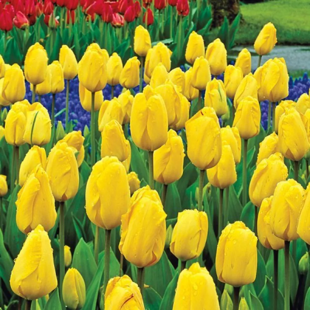 Tulipan Golden parade (zlati)
