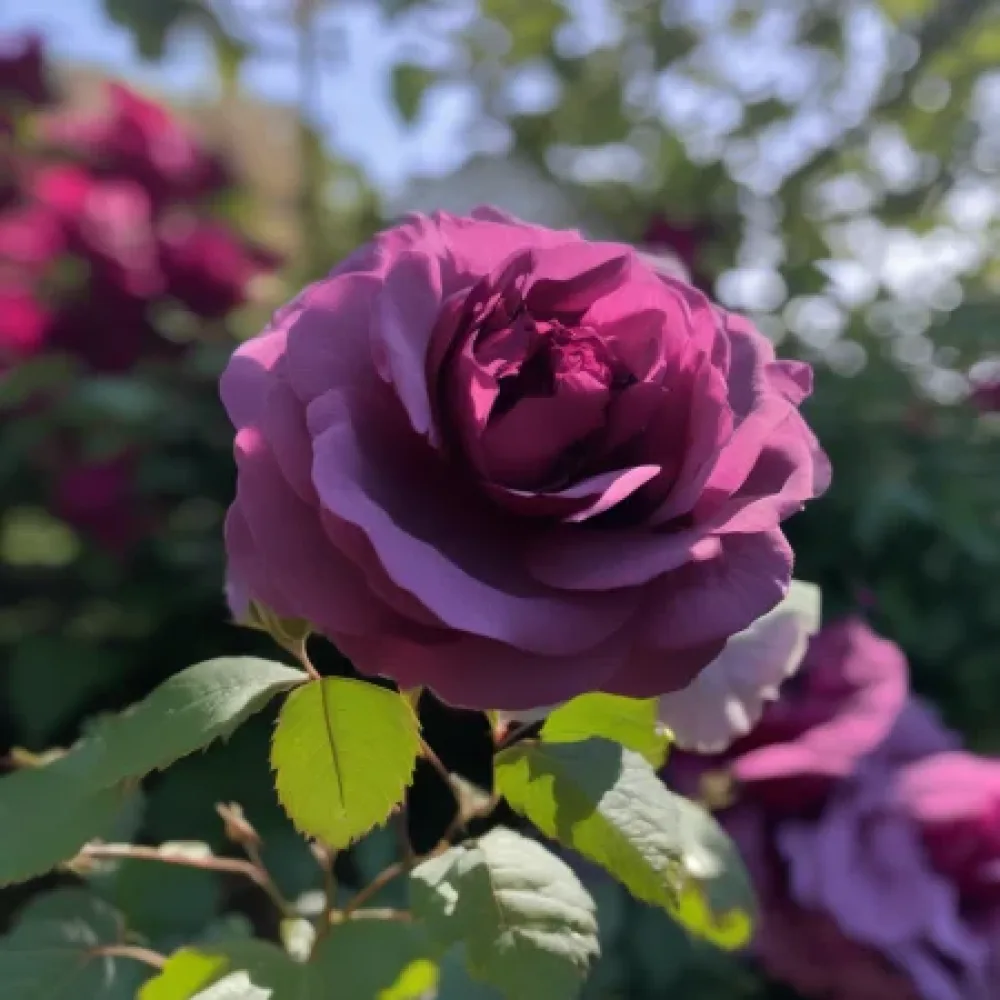 Vrtnica Magenta Temptation - z golimi koreninami