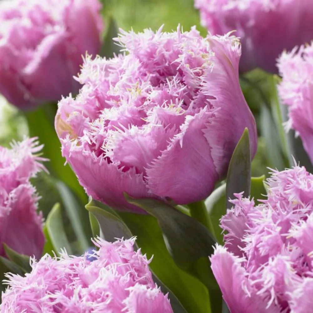 Tulipan Perth (rožnati)