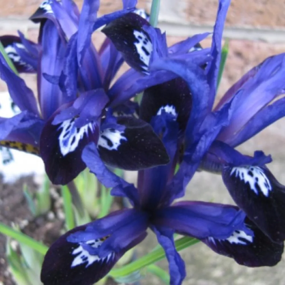 Perunika Blue Note Reticulata (modra)