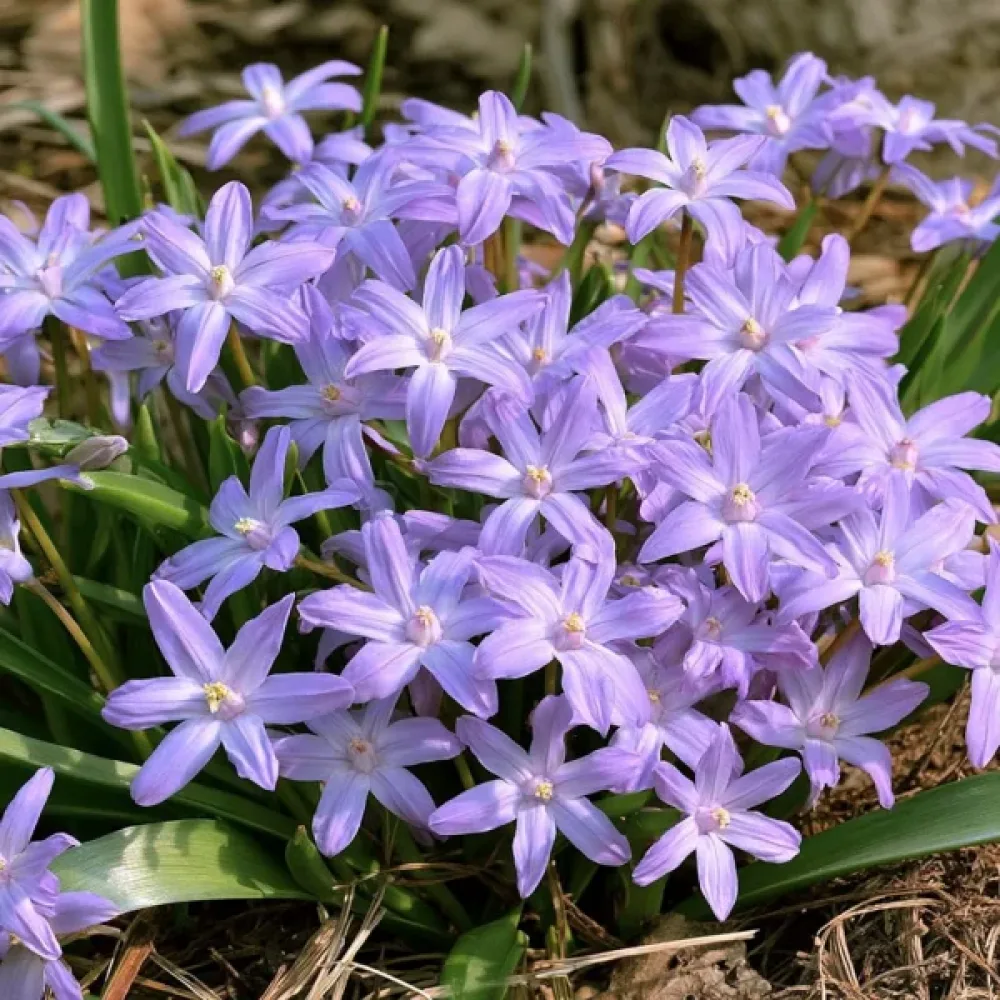 Kionodoksa Violet Beauty (vijolična)