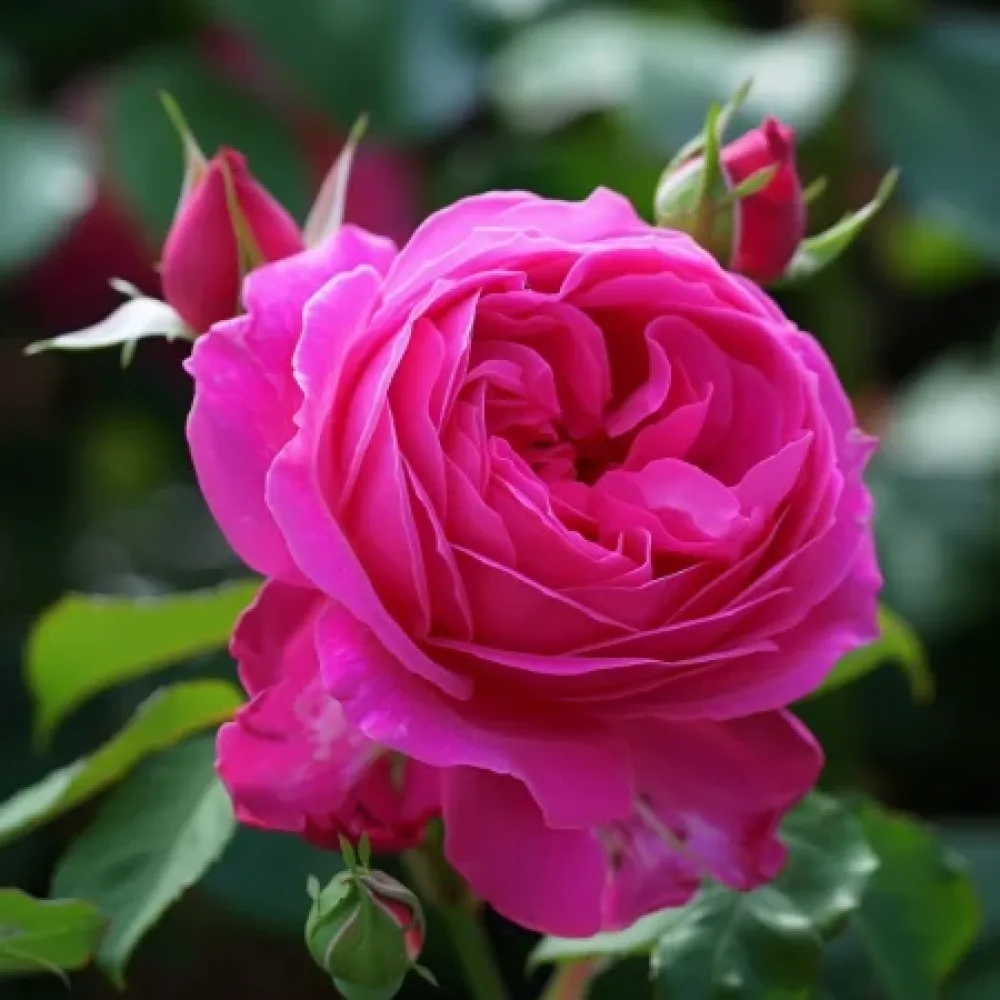 Vrtnica Blooming Cloud – z golimi koreninami