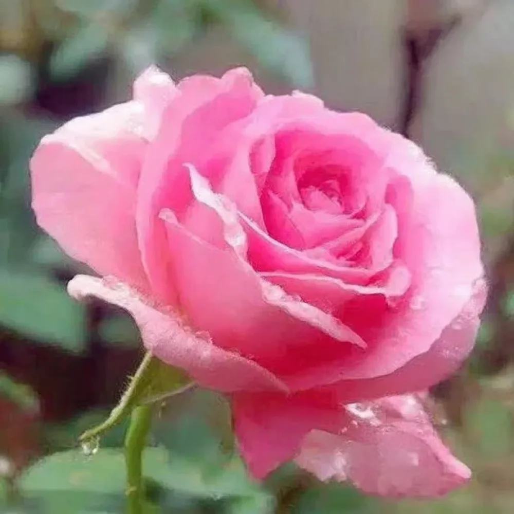 Vrtnica Pink Pearl (rožnata)