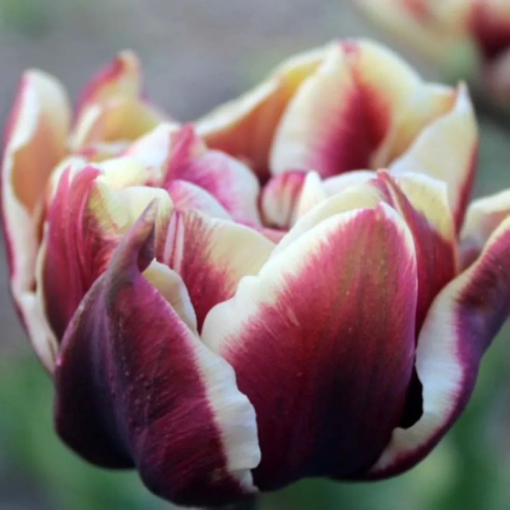 Tulipan Wyndham (vinsko rdeč)