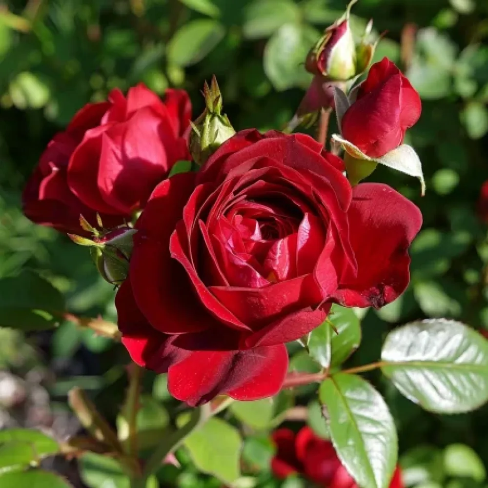 Vrtnica Dark Red Fairytale – z golimi koreninami